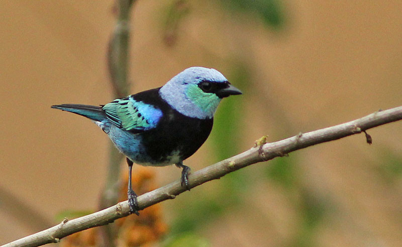 Not so for the showy members of the tanager family. In good light the colors on this Masked Tanager glow.