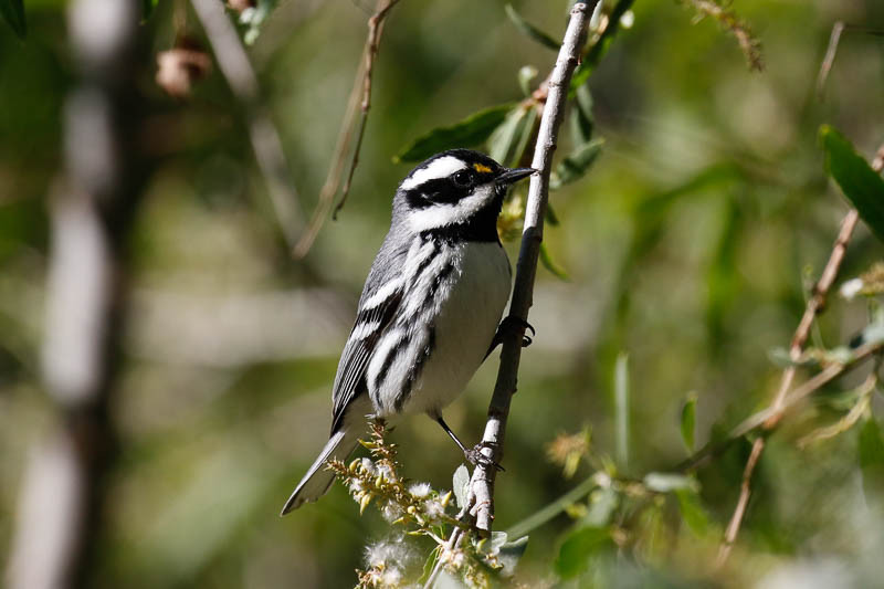…and Black-throated Gray Warbler (wr)