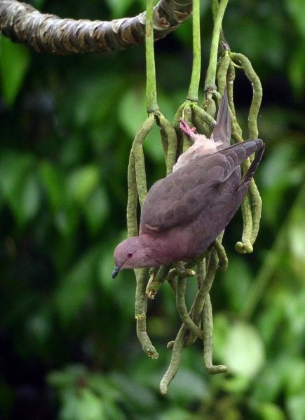 …where Short-billed Pigeons are normally quite shy, but easier to spot in fruiting Cecropia…