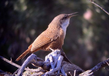 …where the evocative song of the Canyon Wren can be heard.