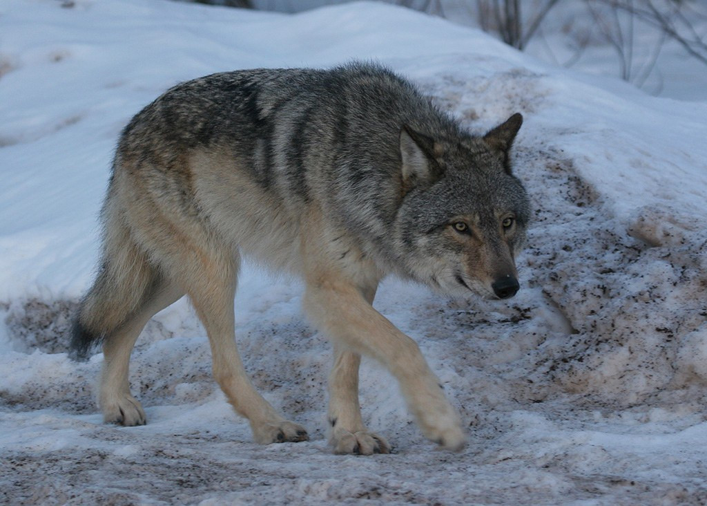 There are mammal surprises too - no images of the Lynx…sorry - but we didn’t expected a Timber Wolf either.