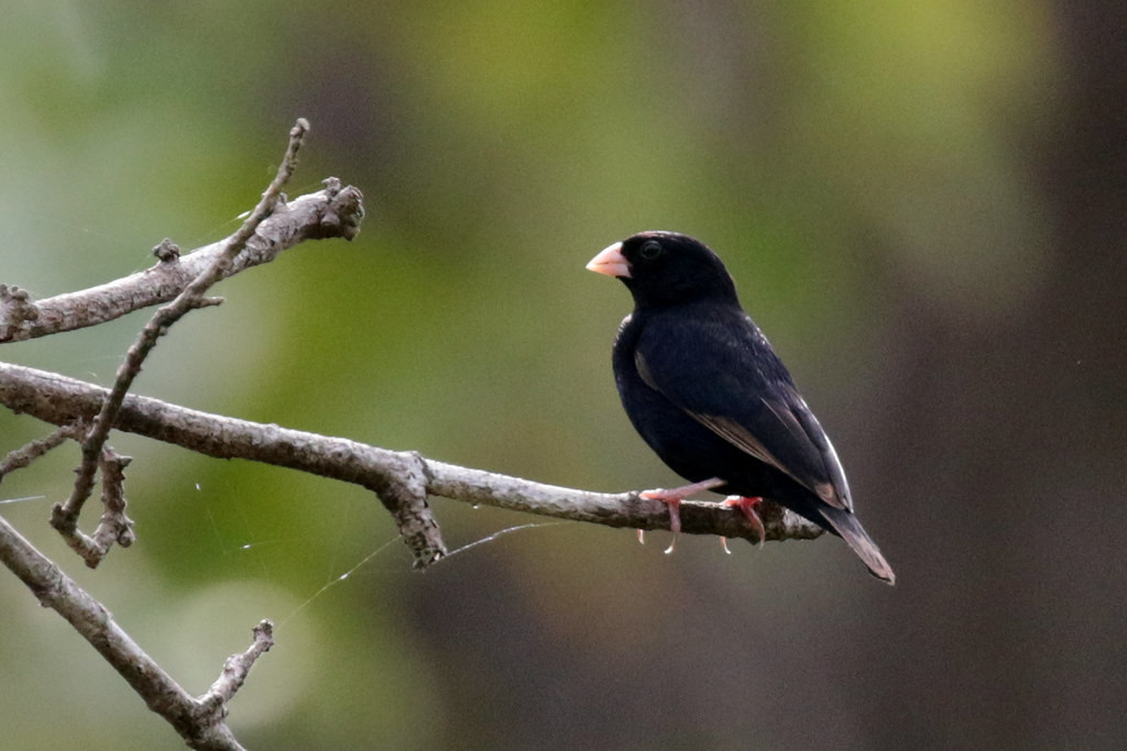 Less gaudy but with a fascinating life-history, Wilson’s Indigobird is fairly common here,