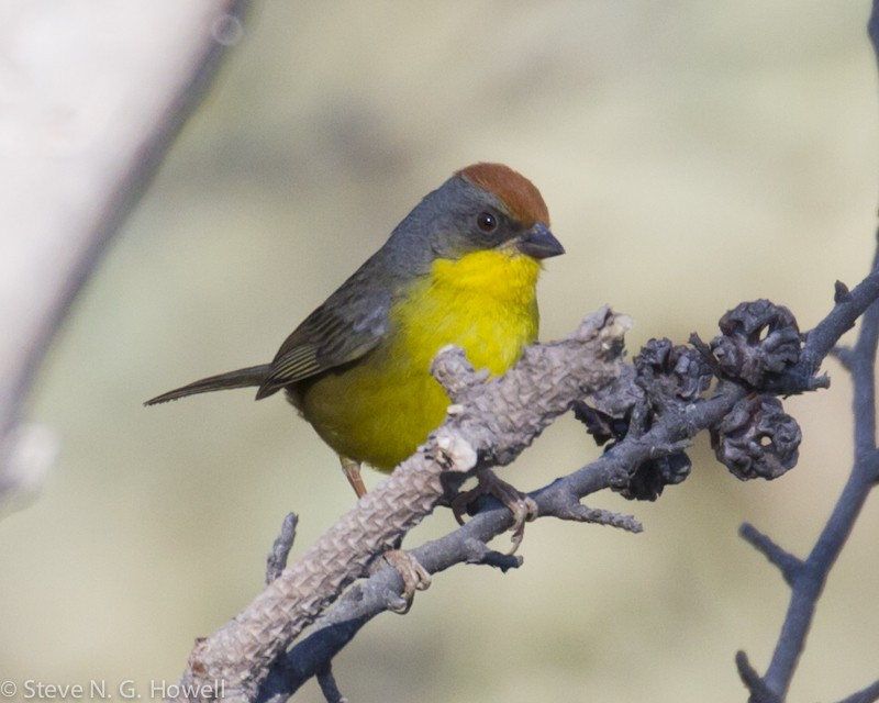 … the handsome Rufous-capped Brushfinch…