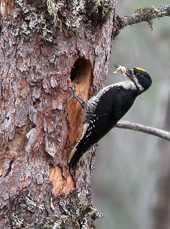 We’ll search carefully for less common species like Black-backed Woodpecker…