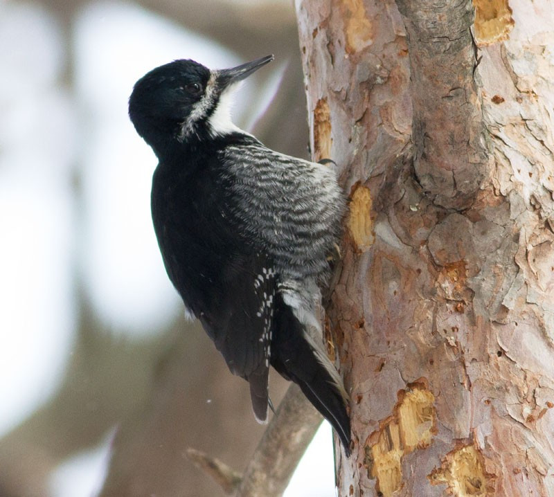 …searching for birds such as Black-backed Woodpecker… (jl)