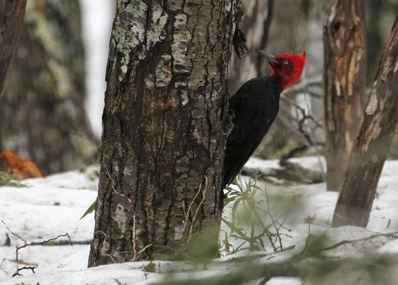 …the impressive Magellanic Woodpecker, here the red-headed male…