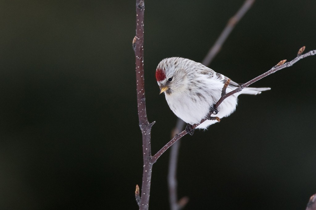 …a Hoary Redpoll among its commoner cousins…