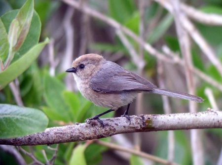 …and the “Coastal” Bushtit is also common but furtive.