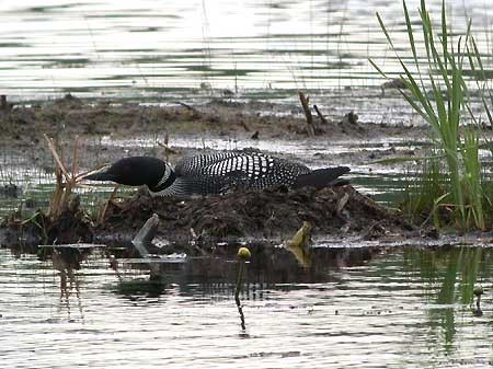 …have breeding Common Loon, the spirit of the North Woods.
