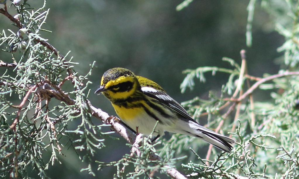 ……or a Townsend’s Warbler.  (wr)
