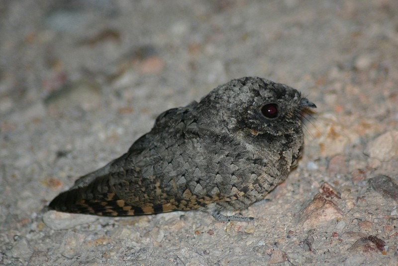 …and at night when we might come across a Common Poorwill…