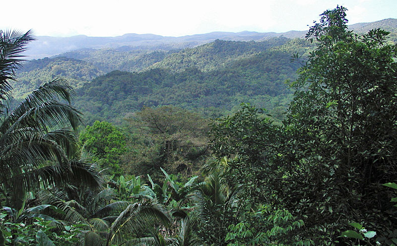 We’ll visit all of Jamaica’s important habitats from the mountains…