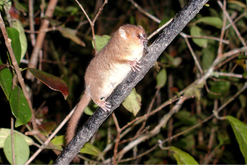 Mouse Lemurs are literally "mouse-sized," the smallest primates in the world. At Ranomafana after dark, the oh-so-cute Rufous Mouse Lemur is attracted to bananas smeared onto branches.