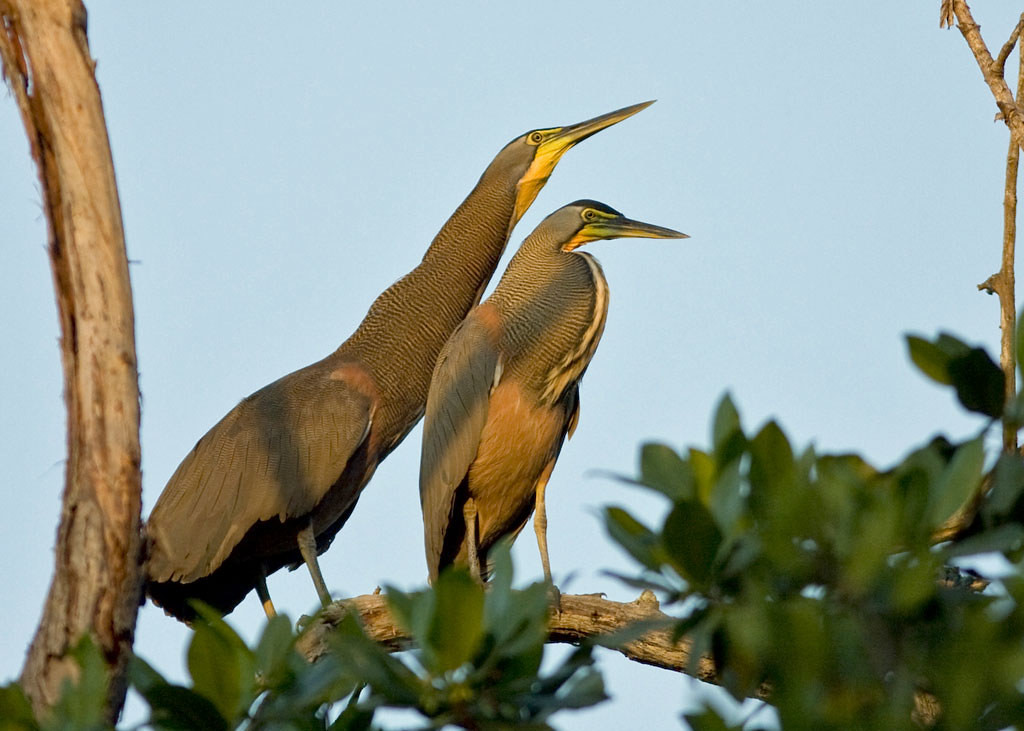 …the striking Bare-throated Tiger-Heron… 