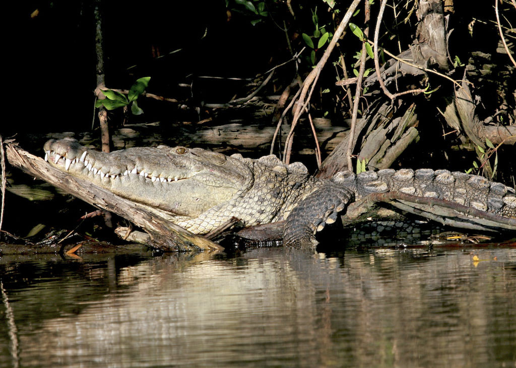 …and here an American Crocodile. 