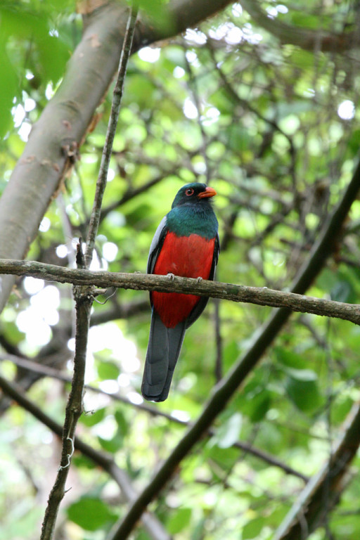 …where over 400 species of birds have been recorded, from Slaty-tailed Trogon…