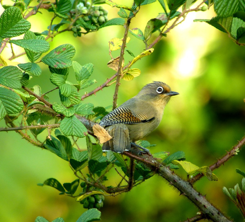 The striking and personable Spectacled Barwing is numerous rather numerous at middle elevations on Doi Inthanon.