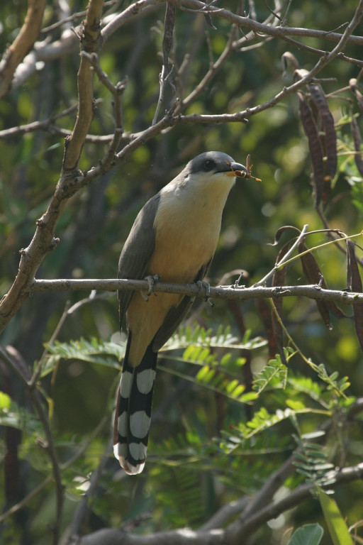 …and the always popular Mangrove Cuckoo.