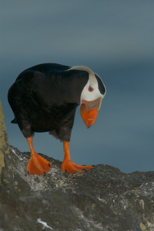 …Tufted Puffins.