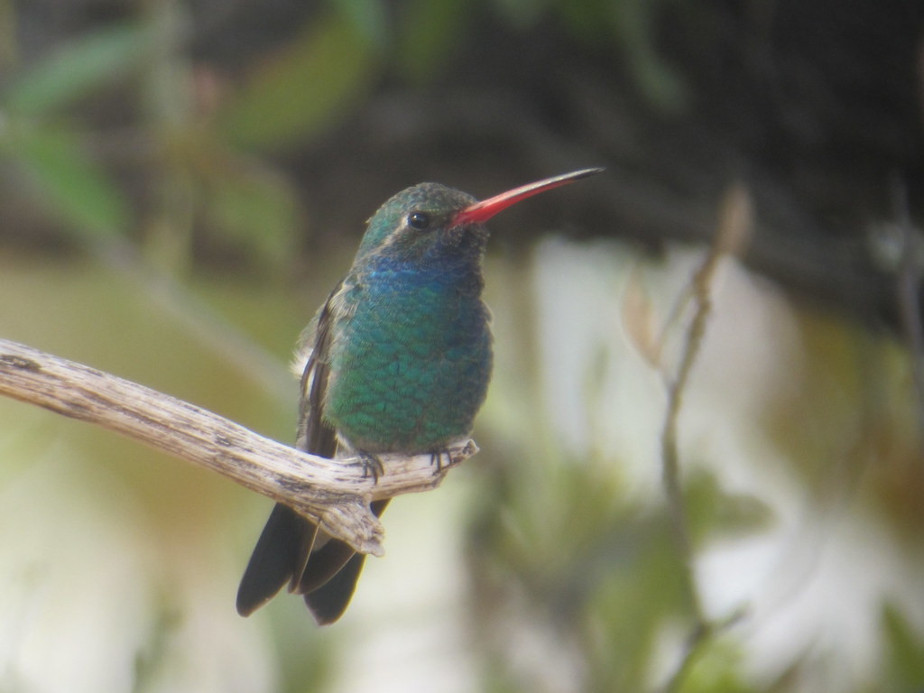 …many Broad-billed Hummingbirds…
