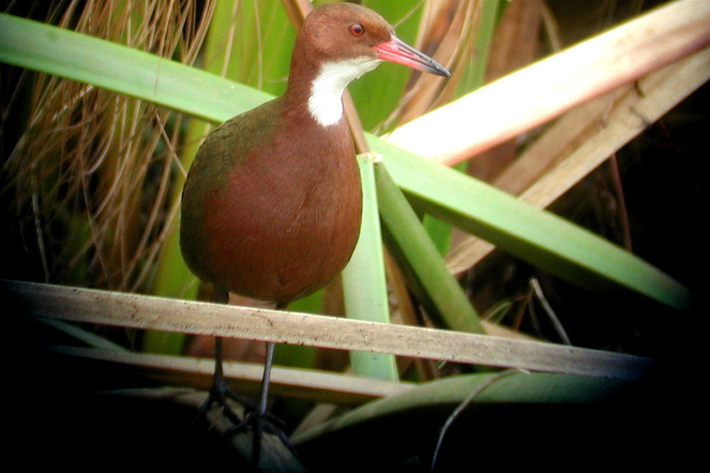 Apart from the herons, the rookery is home to many other of Madagascar’s local endemics, such as the secretive White-throated Rail…