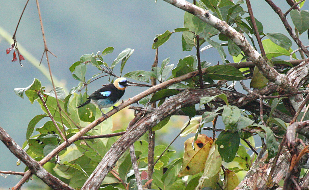 …to the stunning Golden-hooded Tanager…