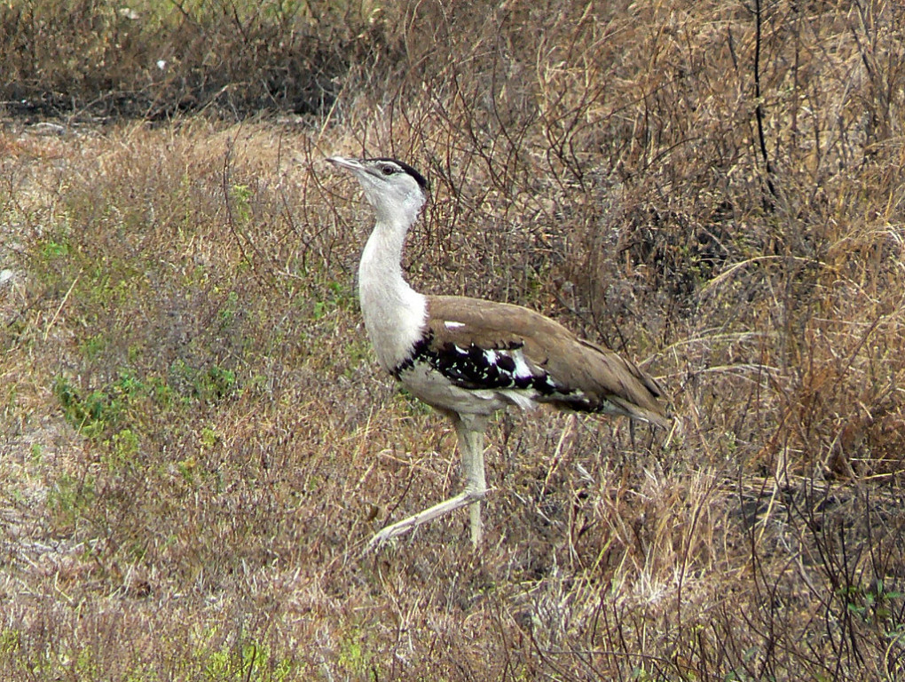 and will look for Australian Bustard.