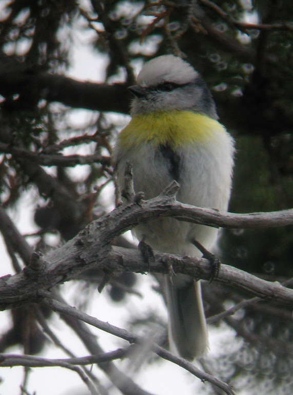 Other birds here include the perky Yellow-breasted Tit,….
