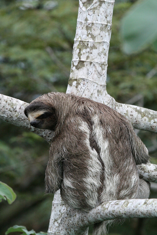 …providing views of treetop animals such as this Brown-throated Three-toed Sloth…