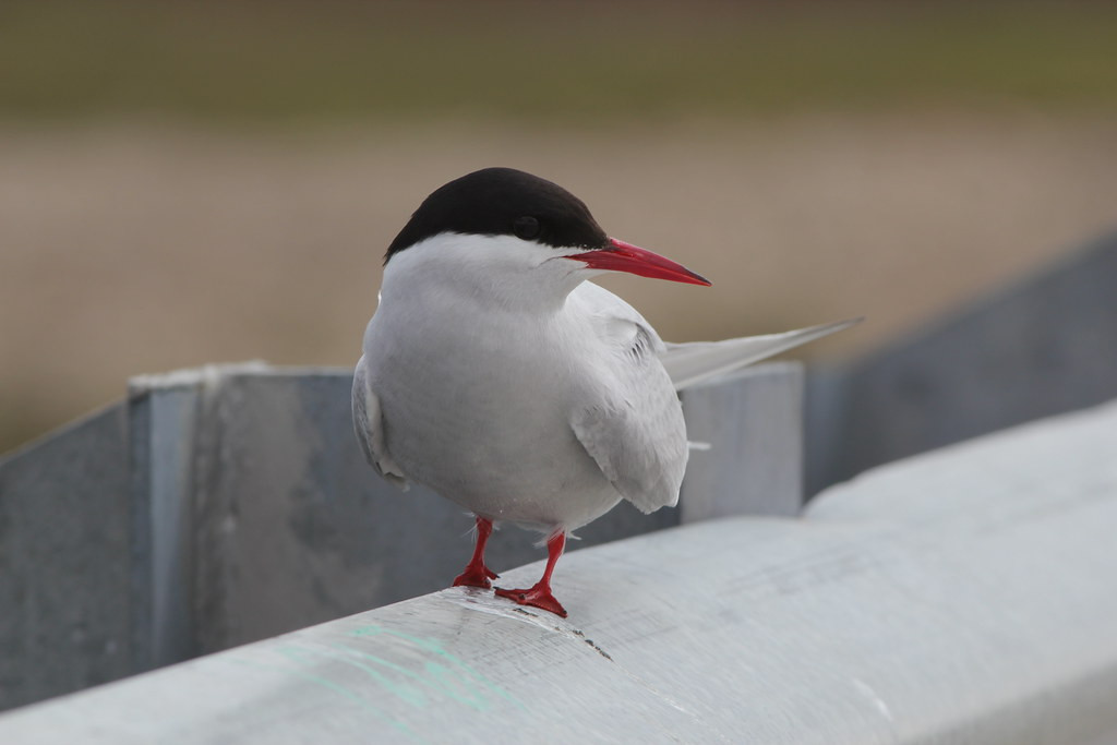…or an inquisitive Arctic Tern.