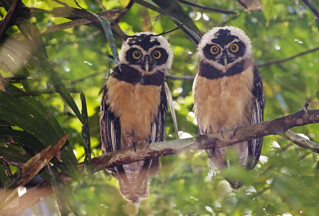 …or these young Spectacled Owls…