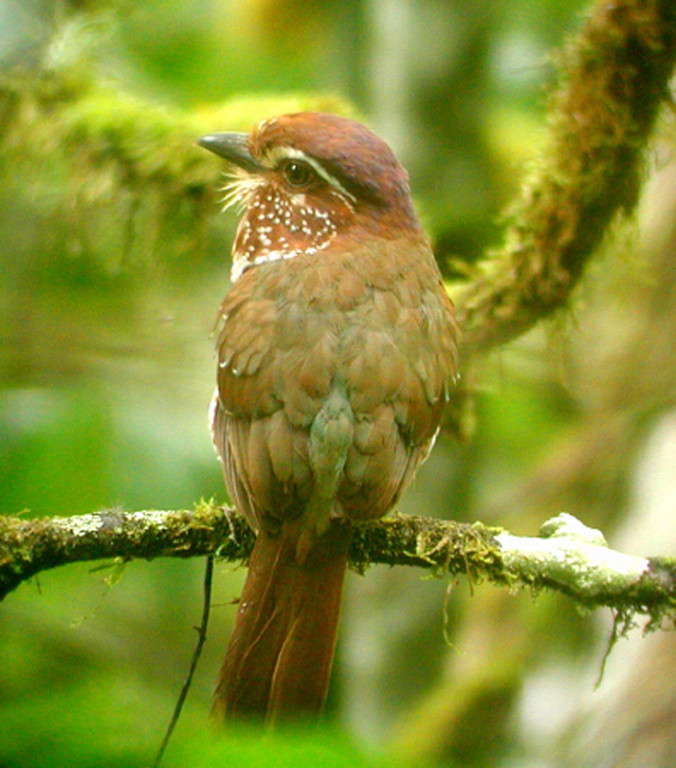 The Short-legged Ground-Roller, which looks like a huge neotropical puffbird, is, in spite of its name, an arboreal species that sits quietly for long periods on a high horizontal branch.