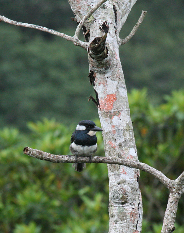 …the stately Black-breasted Puffbird…
