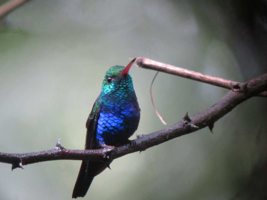 …we’ll view a dazzling array of hummingbirds (here a Violet-bellied)…