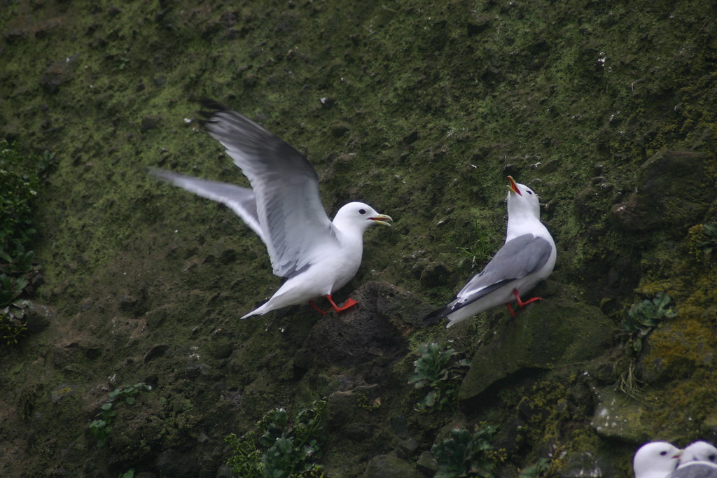 Hundreds of the beautiful and globally rare Red-legged Kittiwakes join the crowd too.