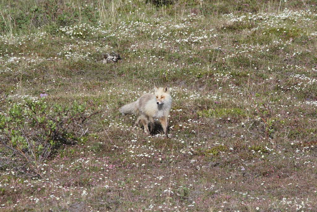 …to attractive and frequently seen Red Foxes.