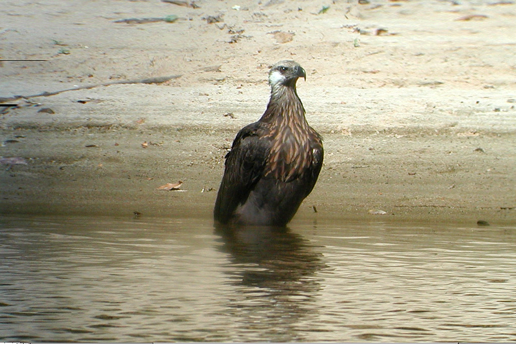 Currently considered one of the world’s rarest birds of prey, the Madagascar Fish Eagle (here a young bird) breeds annually on Lake Ravelobe in winter.