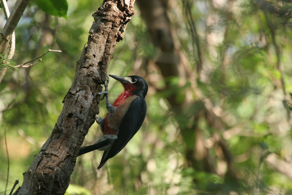 …providing habitat for the 17 endemic birds including the gaudy Puerto Rican Woodpecker…