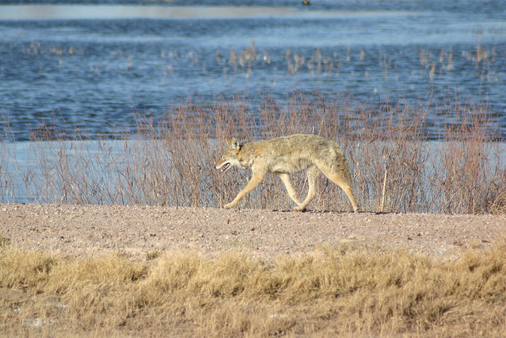 We’ll look at everything; this Coyote probably finds the avian concentrations at Bosque as attractive as we do…