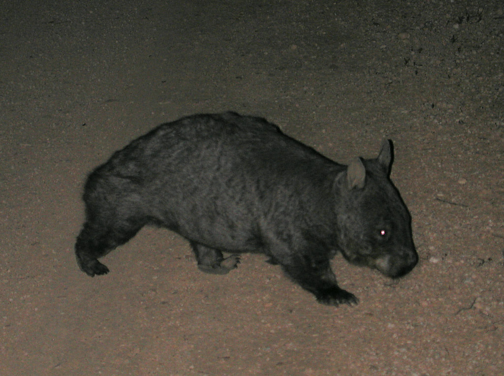 to Wombats, and hopefully the amazing Tasmanian Devil.