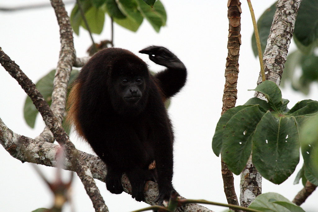 Mantled Howler Monkeys may follow us along the trail…