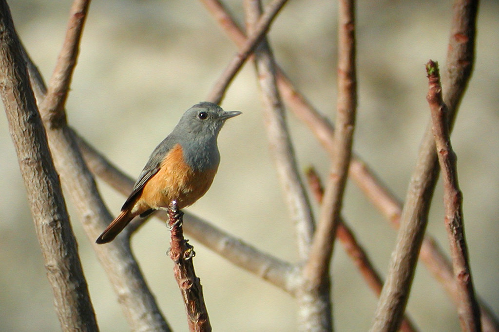 …Benson’s Rock Thrush, which actually nests on the hotel building and has become quite used to human presence.