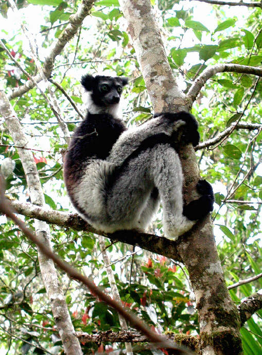 We’ll finish the main tour with a trip to Perinet, which boasts not only most of the rainforest endemic birds but also the largest of all of the lemurs, the tailless Indri.