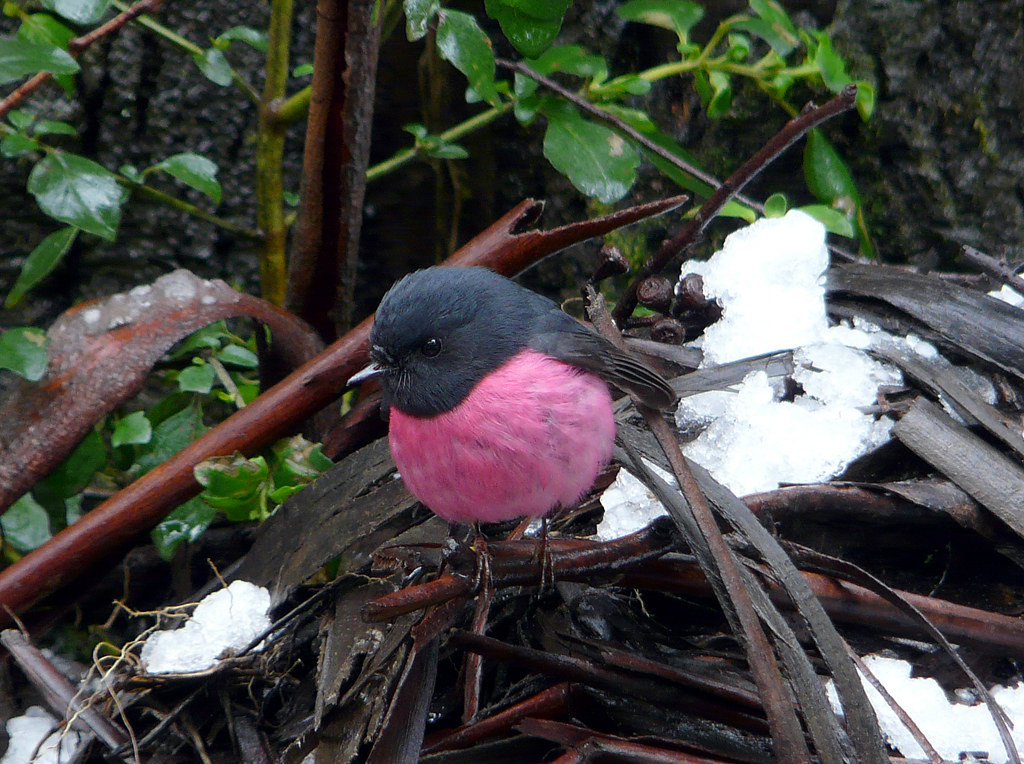 and birds like this beautiful Pink Robin flit around in ancient Gondwanaland forests.
