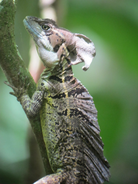 …to reptiles like this Common Basilisk.