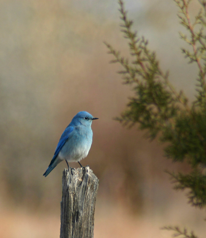 The birds are as varied as the habitats, and along the way we may be  dazzled by a stunning male Mountain Bluebird…