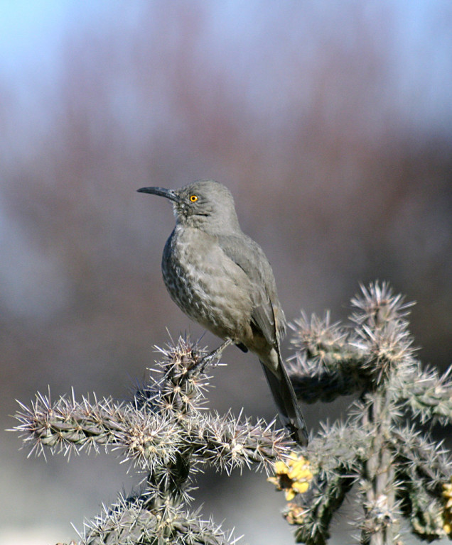 …and cactus brush can serve as a home for Curve-billed Thrashers.