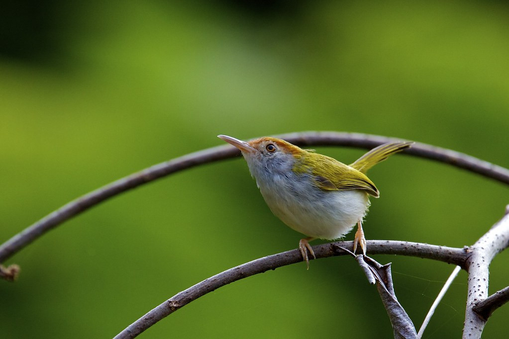 …some more widespread from the region, here a Common Tailorbird…
