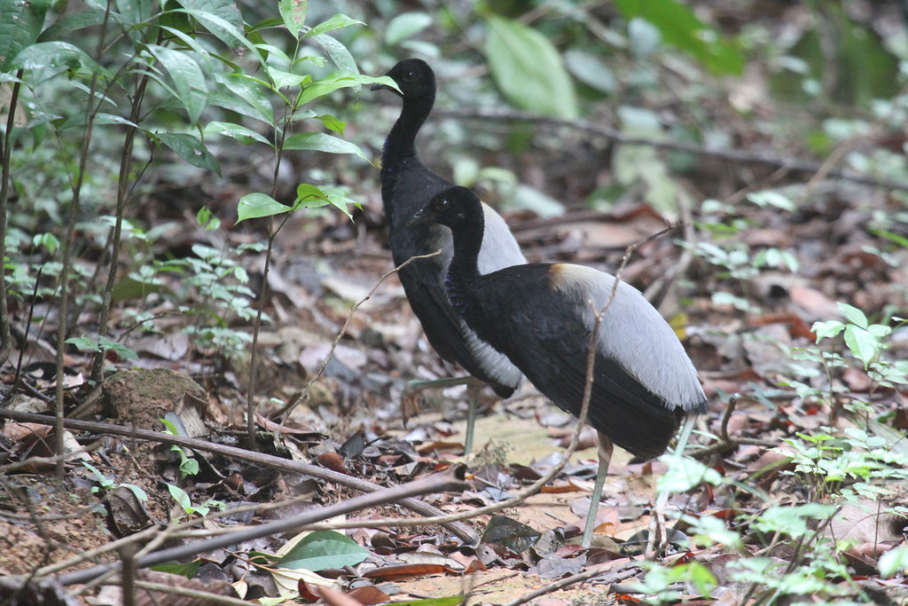 …or the sought-after Grey-winged Trumpeter are all competing for the best bird of the GUYANA trip!!