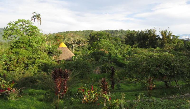 We finally reach the lowest elevation at the incredibly birdy Villa Carmen Biological Station and Birding Lodge, with this view of the gardens from the dining hall.